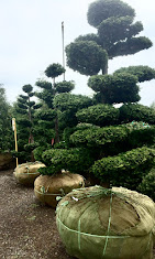 Specimen Tree Planting